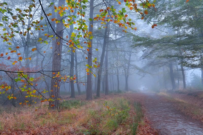 Path In Foggy Autumn Forest Stock Photo Image Of Outside Morning