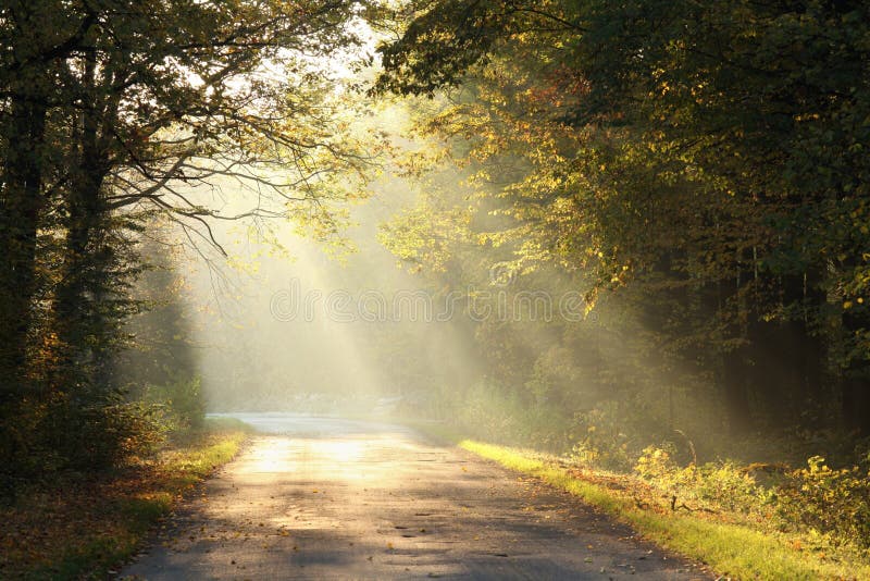 path through foggy autumn forest at sunrise country road through autumn deciduous forest on a misty sunny morning light of the