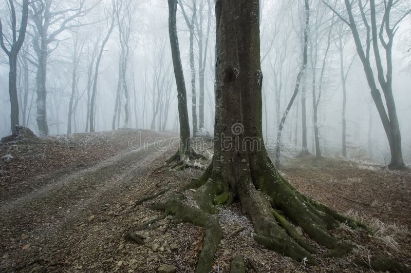 Path through a foggy forest with an old tree near the road