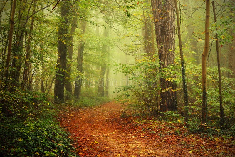 Path in a foggy forest