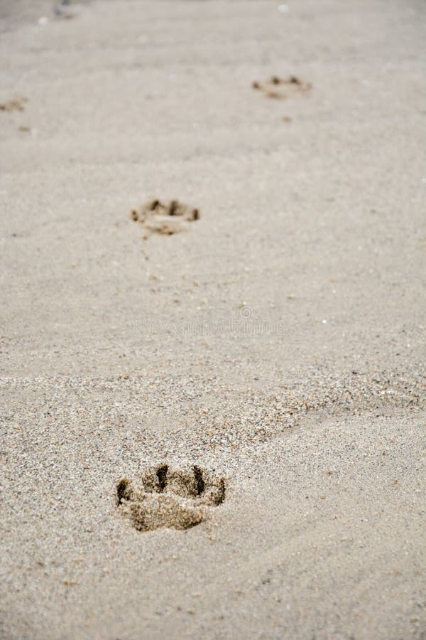 Footprints of Dog`s Paw in the Sand Stock Photo Image of paws, space