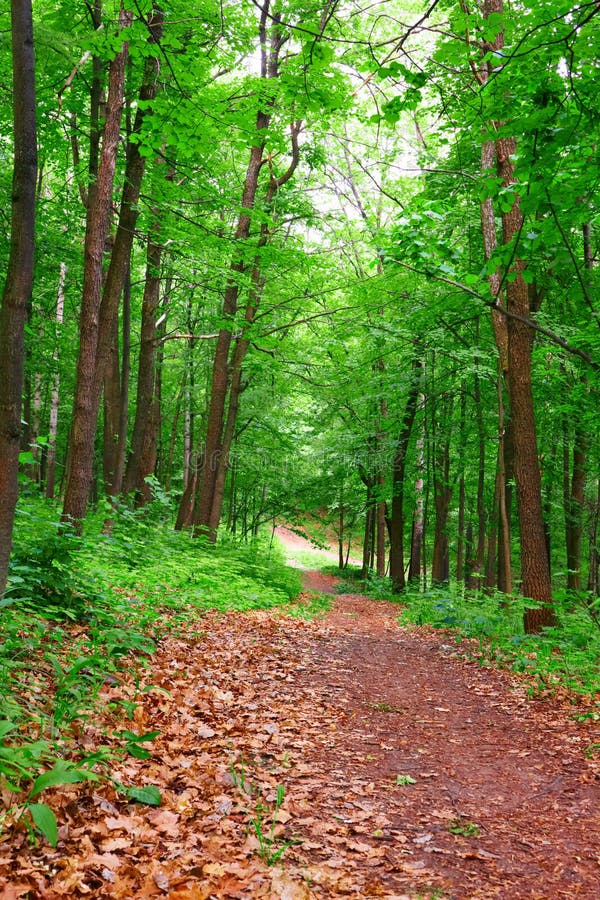 Path in forest