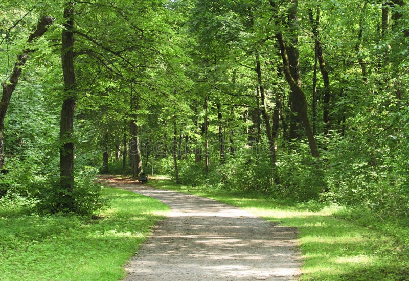 Path in the forest