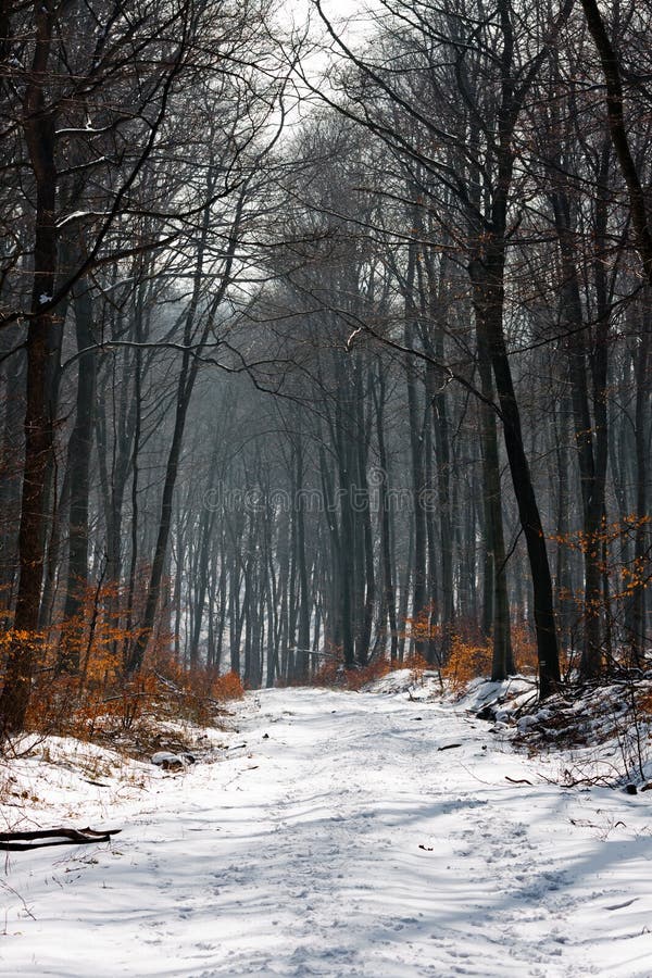 A path in a forest