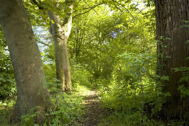 Path through forest