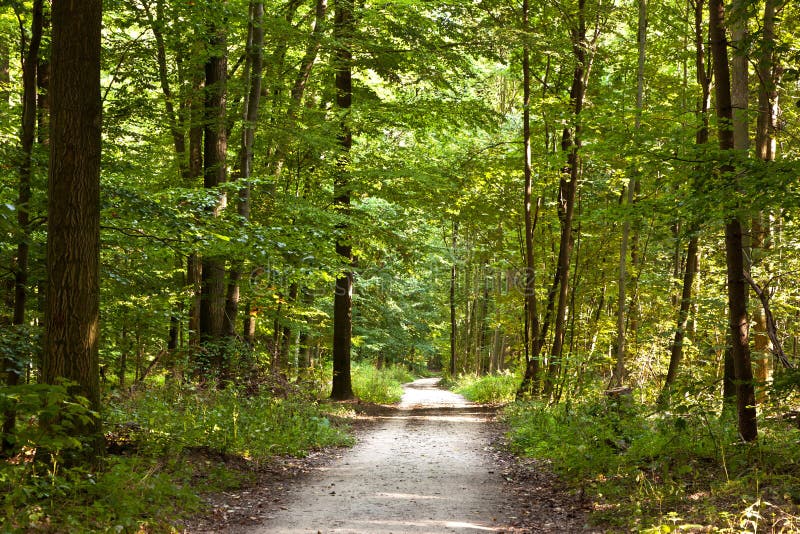 Path in forest with beautiful trees