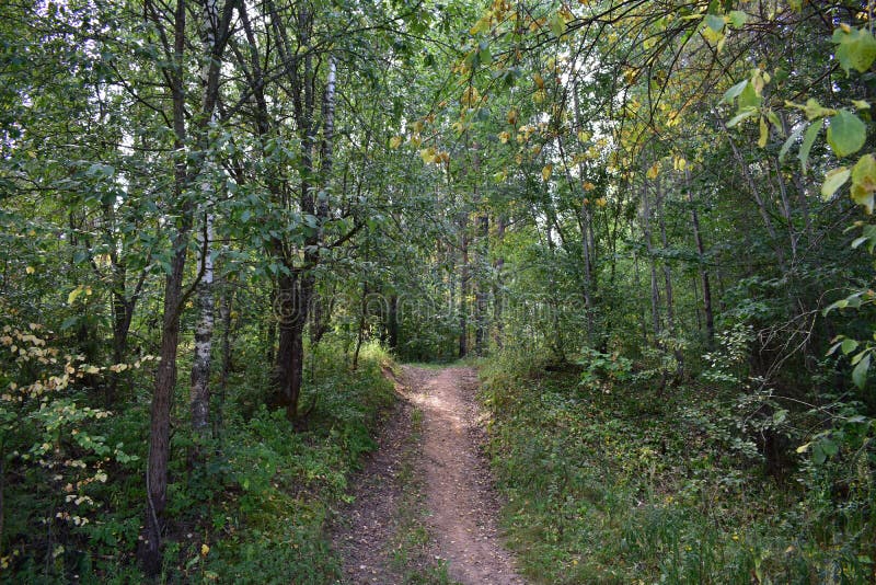 Path through the forest. Flowers and green grass. Mixed woodland. The branches of the trees bent over royalty free stock image