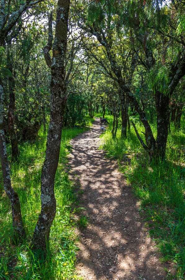 A path between the forest and the grass in spring stock photos A path between the forest and the grass in spring stock photos
