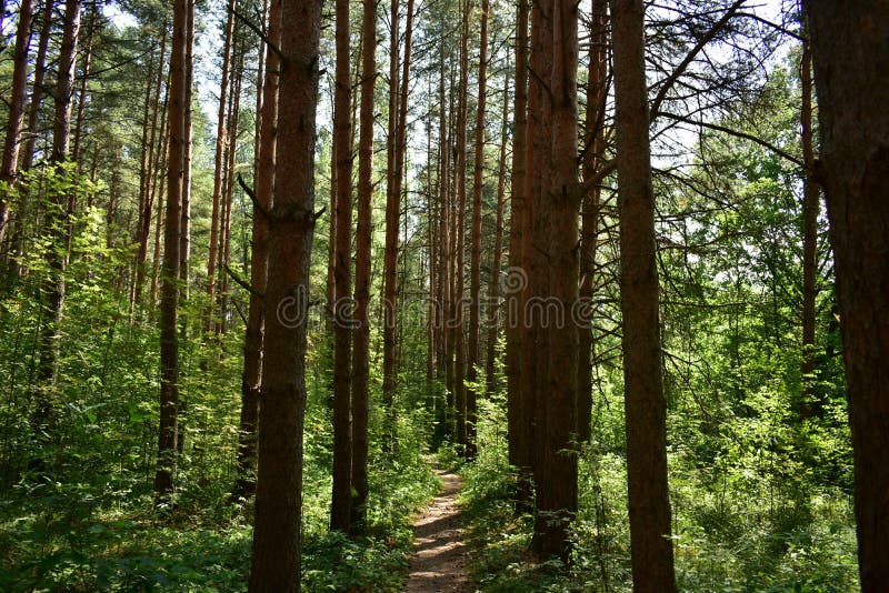 A path in a forest of pine trees. Green grass. Dense undergrowth. Sunny morning stock photos