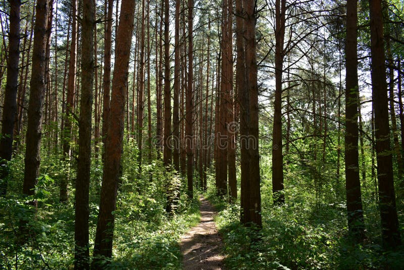A path through a forest of pine trees. Green grass and thick foliage on the branches of shrubs. Summer stock image