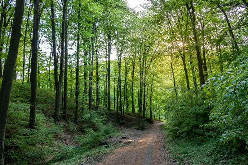 Path through the forest in a suburban recreational and relaxing location in the Bratislava Forest Park