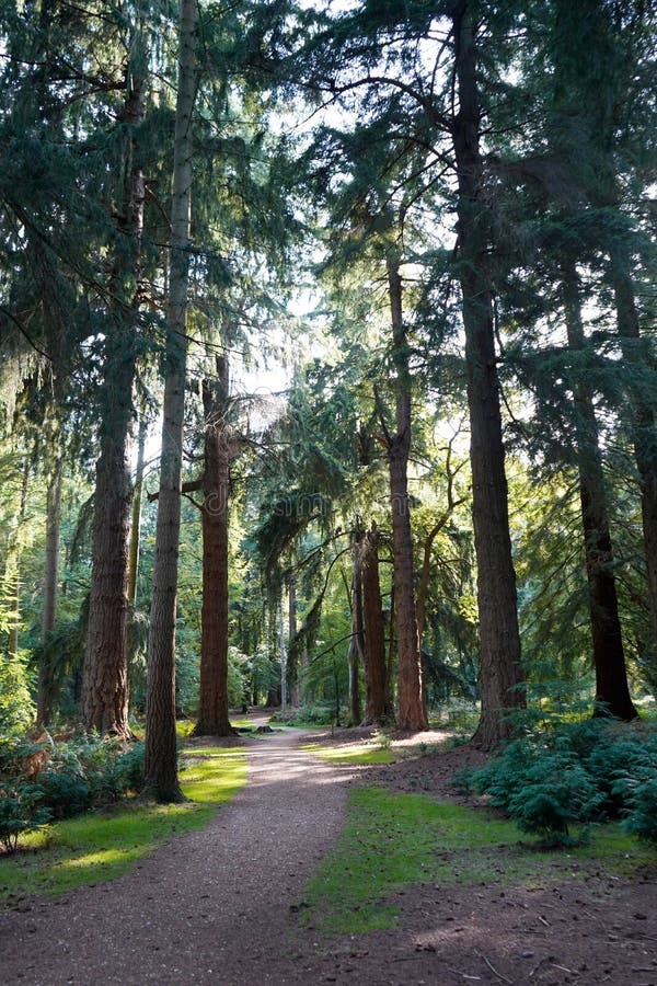 Tall Trees Walk in New Forest Stock Image Image of beautiful