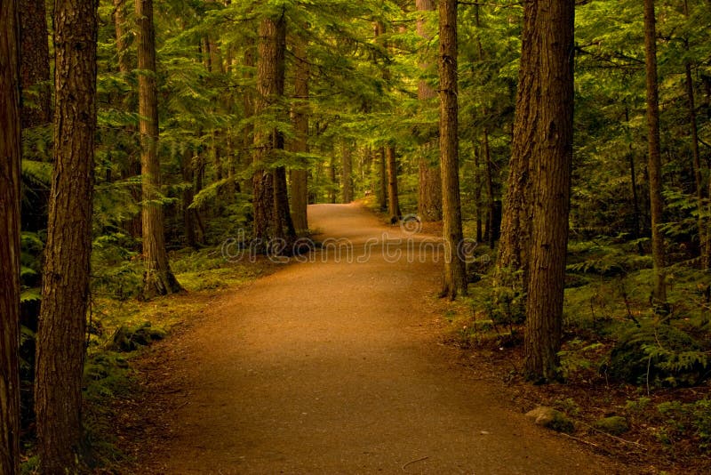 Tranquillo sentiero nella foresta.