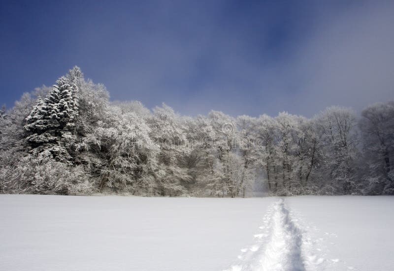 The Path into the Frozen Forest