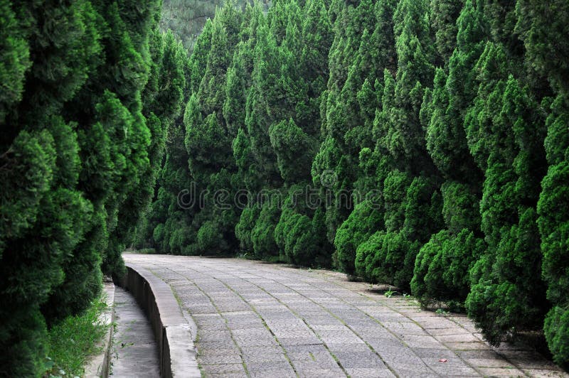 Path in garden surround with cypress tree