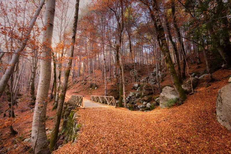 A path of golden autumn leaves and bridge in a forest in Corsica