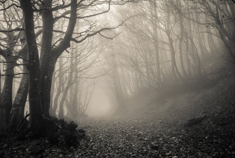 Path on gothic forest of Monte Catria, Marche