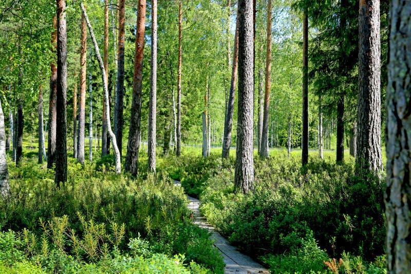 Path through Green Forest at Summer