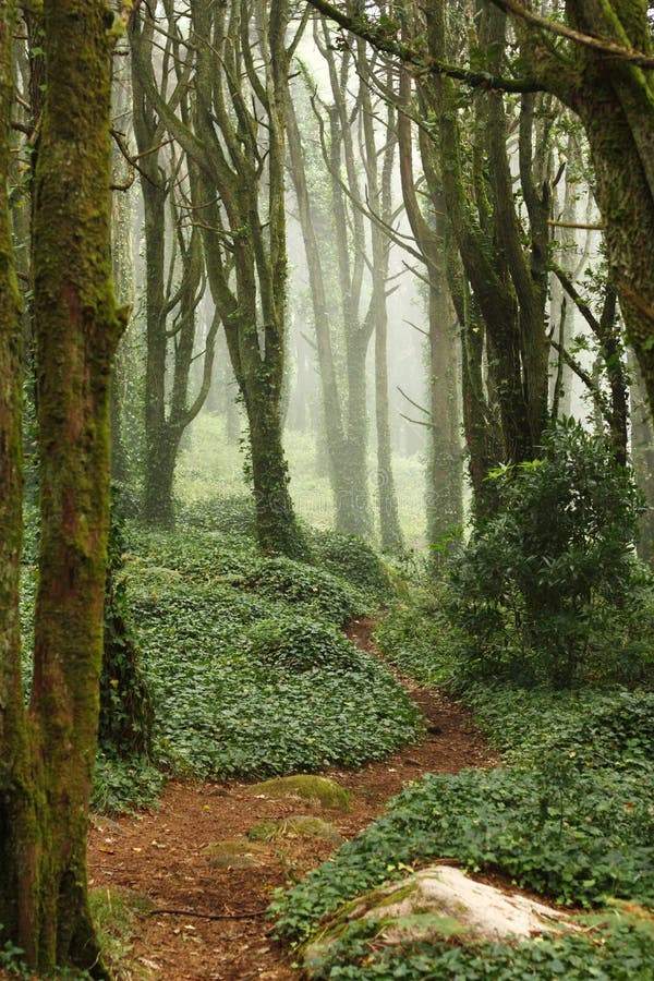 Path in green forest trees with huge rocks