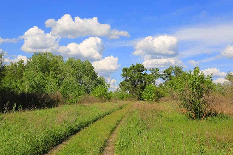 Path on green meadow in spring forest royalty free stock image