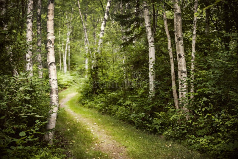 Path in green summer forest