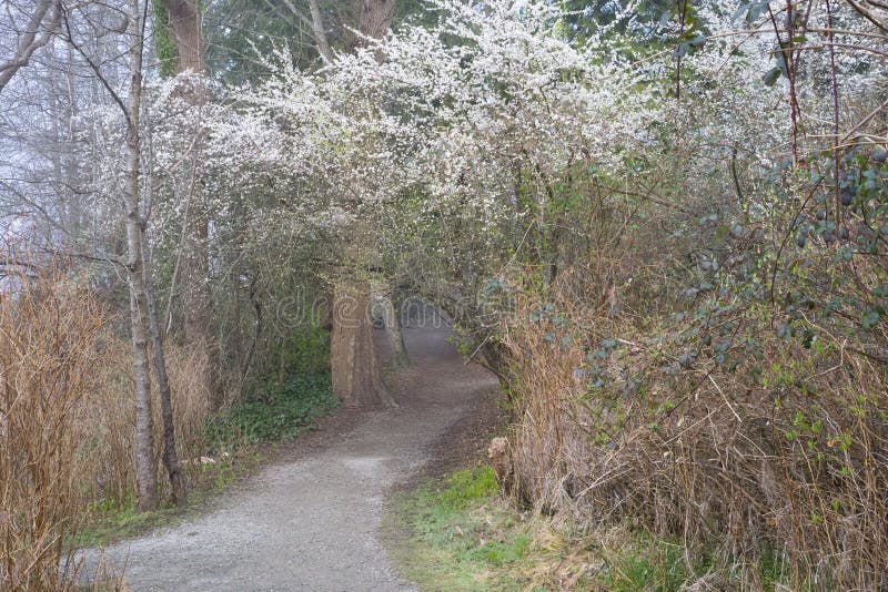 Path leading through flowering bushes stock image