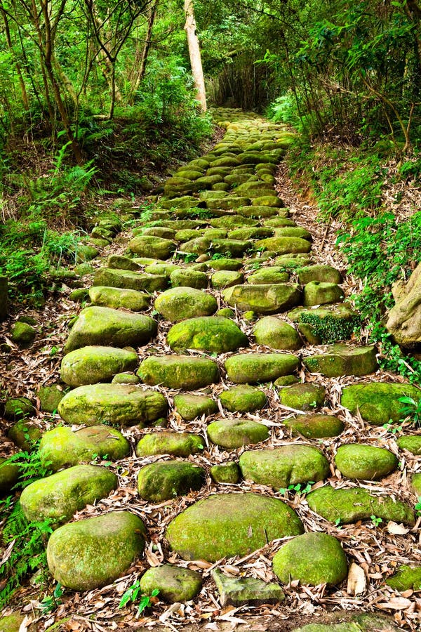 a path leads through lush forest