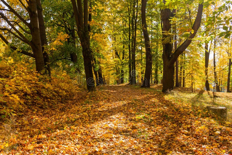 The Path Leads in One Directions. the Way To the Autumn Park in the
