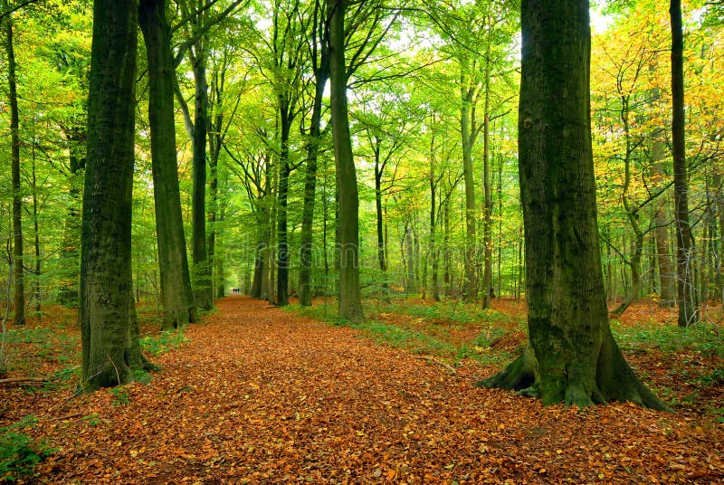 Path through lush forest