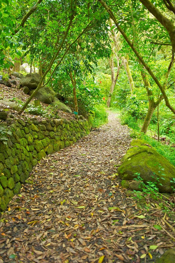 Path Through Lush Green Trees stock image Path Through Lush Green Trees stock image