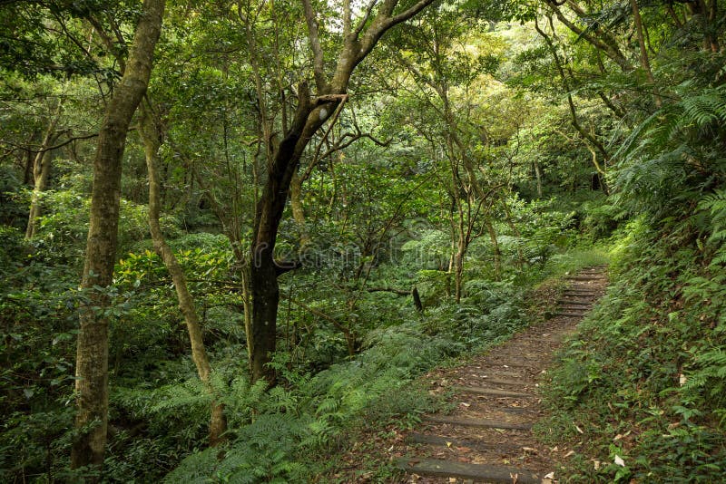 Path in a lush and verdant forest royalty free stock photography Path in a lush and verdant forest royalty free stock photography