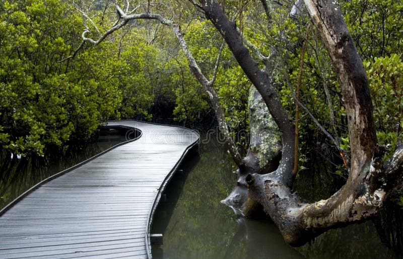 A Path Through The Mangroves