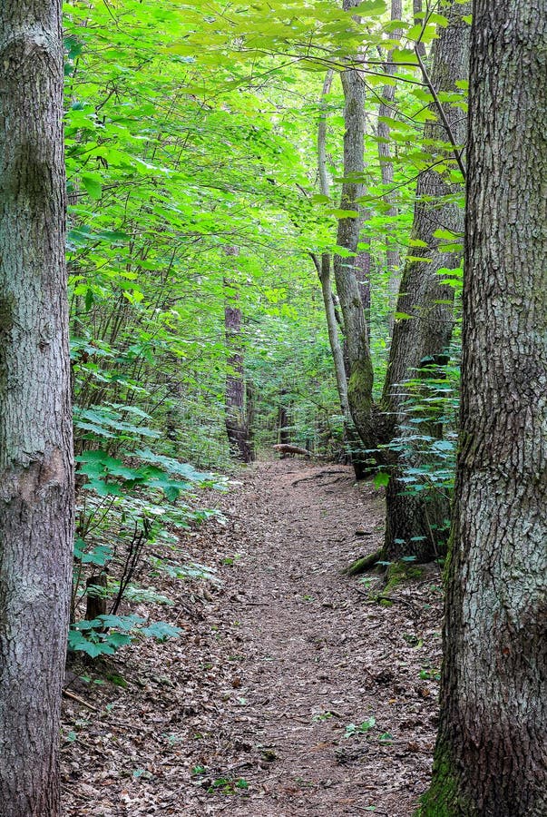 A Path in the Middle of a Dark Green Forest Stock Photo Image of