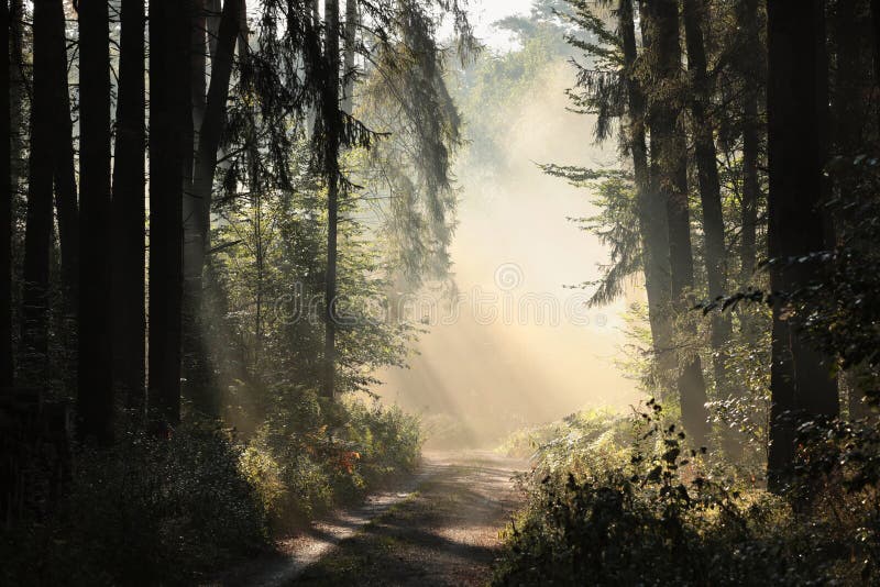 path through a misty autumn forest at sunrise trail through an autumn coniferous forest in the sunshine the morning fog surrounds