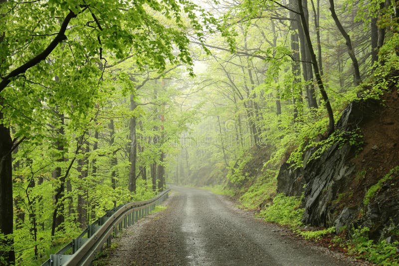 path through misty spring deciduous forest trail springtime with beech trees covered lush foliage in foggy weather the footpath