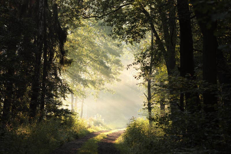 Path through a misty spring forest during sunrise country road deciduous at morning fog surrounds the trees illuminated by rays of