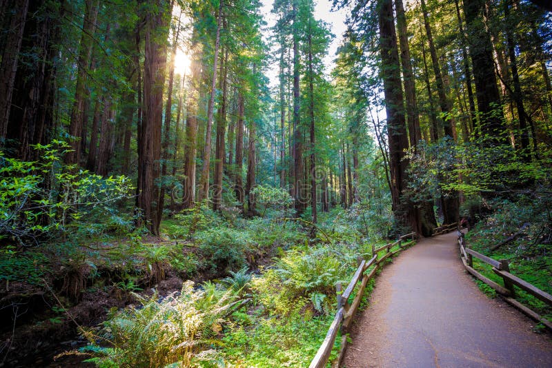 Path in the Muir Woods Redwoods, Muir Woods National Monument ...