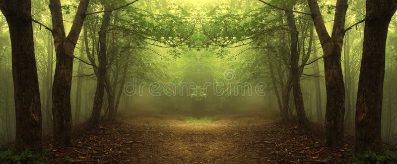 Path through a mysterious green forest