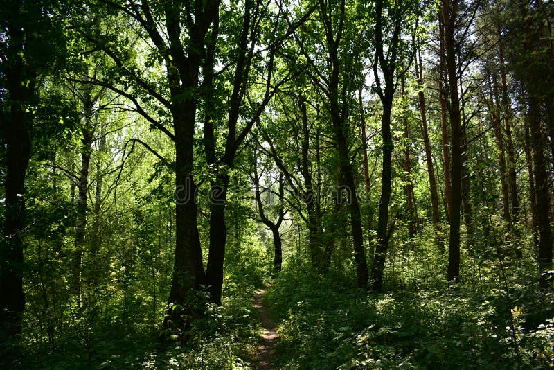 A path in a natural deciduous forest. Green grass. In the shade of trees stock photography
