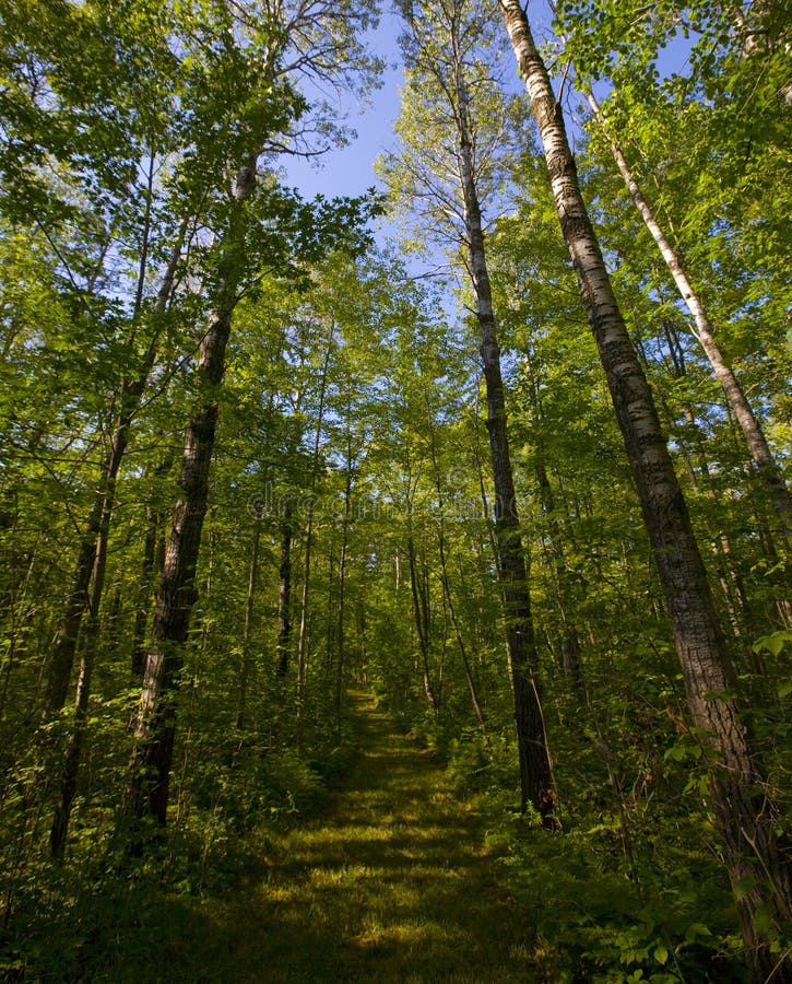 Path into the North Woods