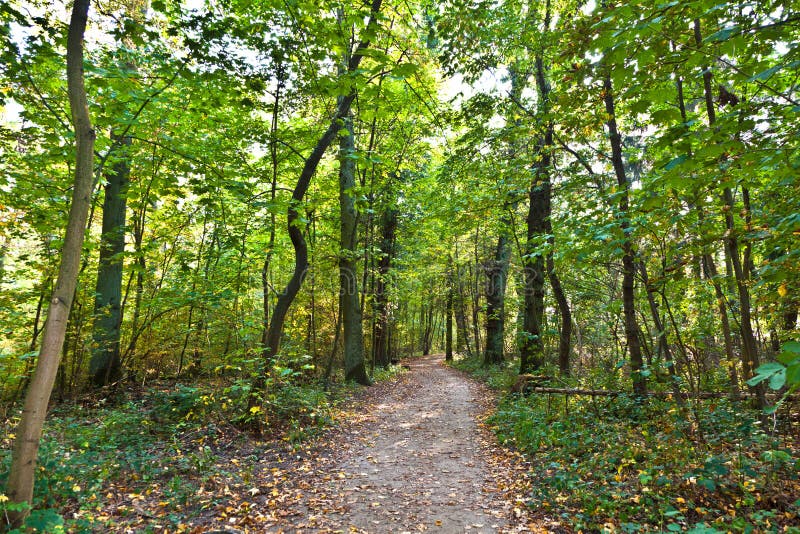 Path through old oak forest