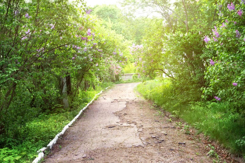 The path in the park with blossoming lilac