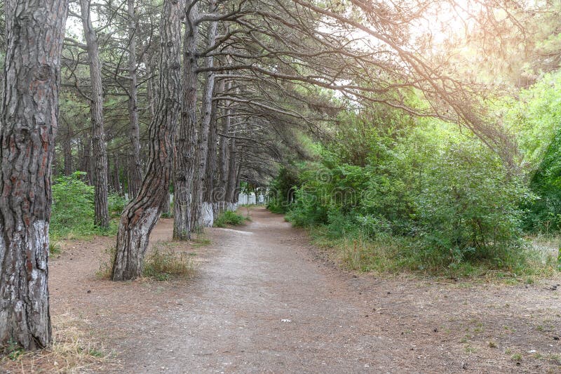 Path in a Pine Forest. Ray of Sun Outdoors. Stock Photo Image of