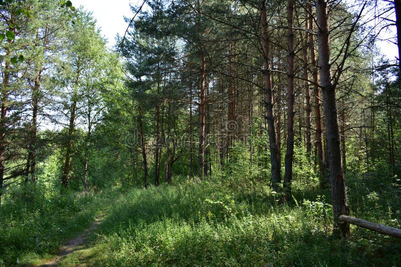 A path in a pine forest. Green grass. Blue sky with clouds. Bench stock photo