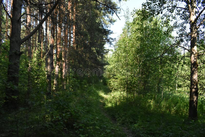 Path in a pine forest. Green herbs. In the shade of deciduous trees royalty free stock images