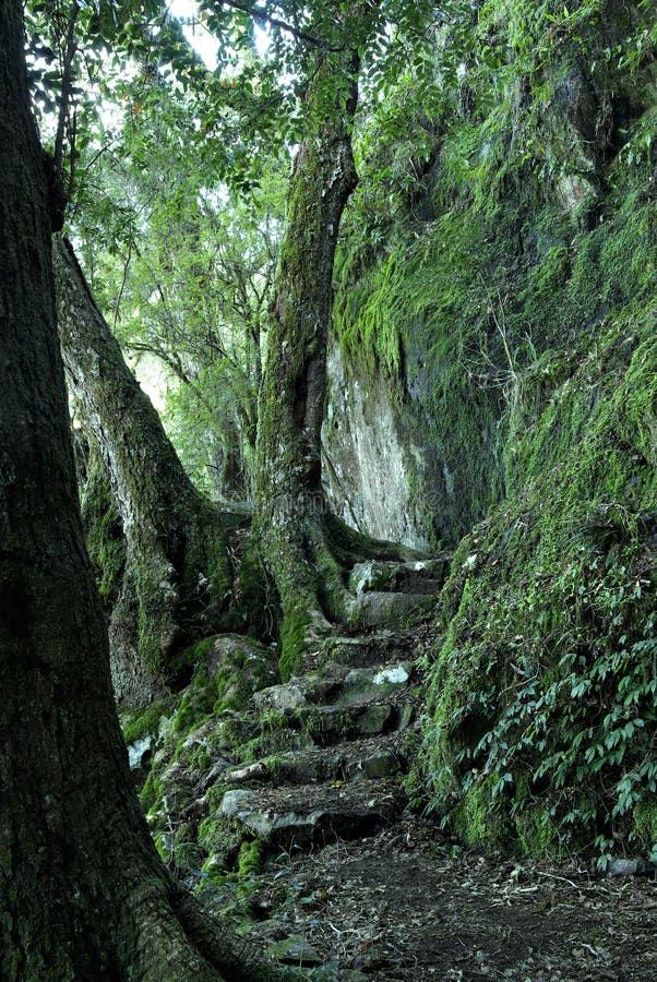 Path through the rainforest