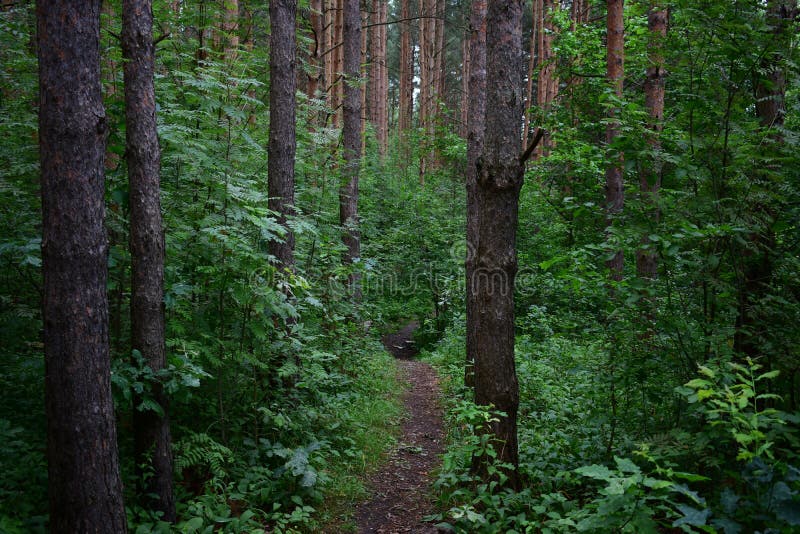 The path is a road in a forest. Deciduous forest. Trees bent their branches over the ground covered with green royalty free stock photo