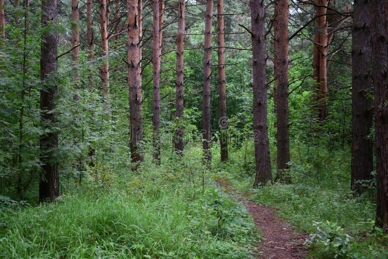The path is a road in a forest. Deciduous forest. Trees bent their branches over the ground covered with green royalty free stock image