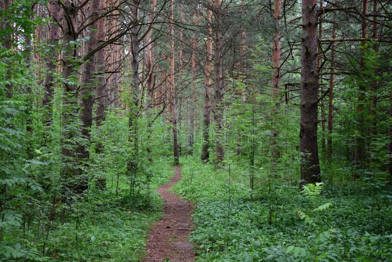 The path is a road in a forest. Deciduous forest. Trees bent their branches over the ground covered with green royalty free stock images
