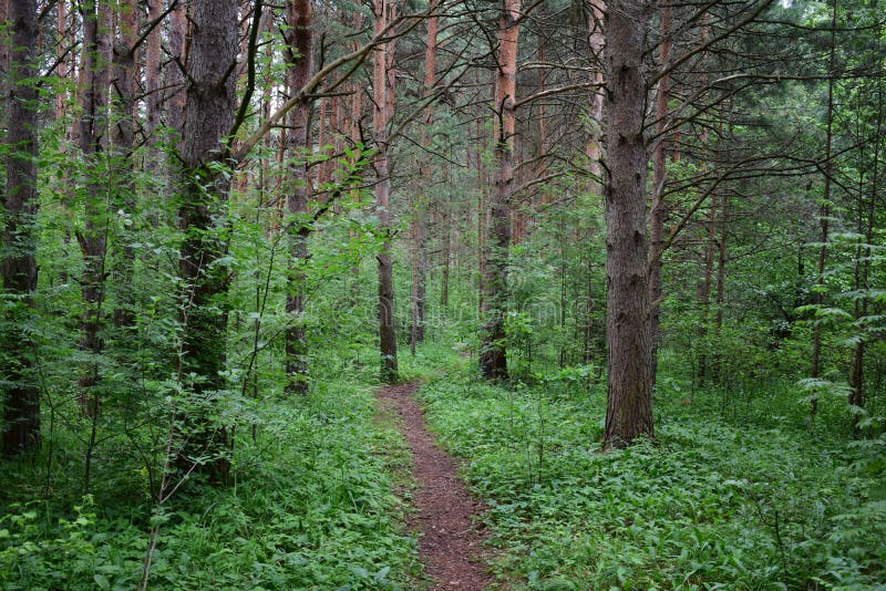 The path is a road in a forest. Deciduous forest. Trees bent their branches over the ground covered with green stock image